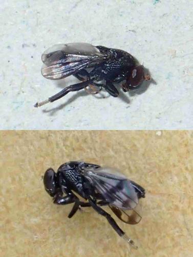 Réf. 225 230 : Discomyza maculipennis